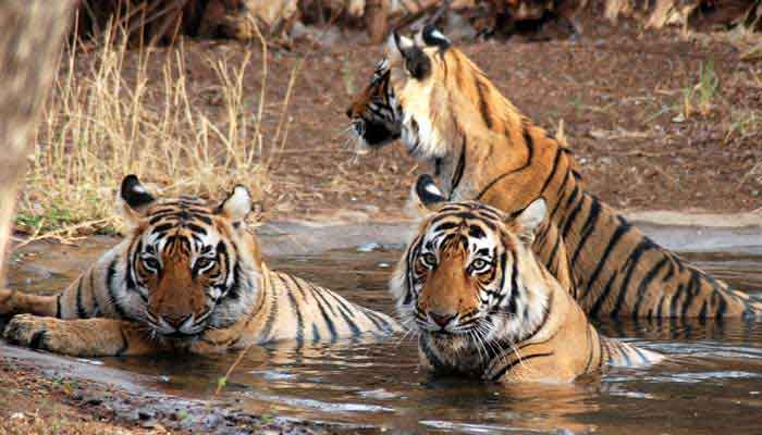 rajasthan-wildlife-tourpackages